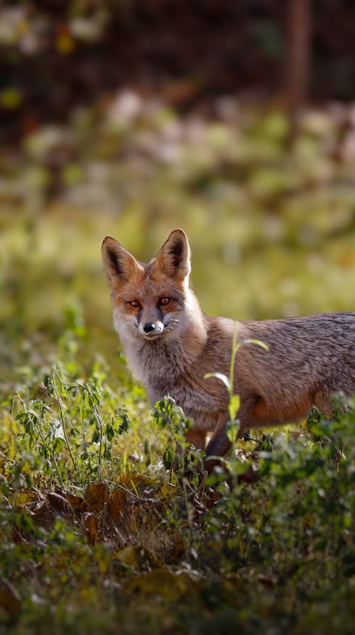 fotos de raposa do mato