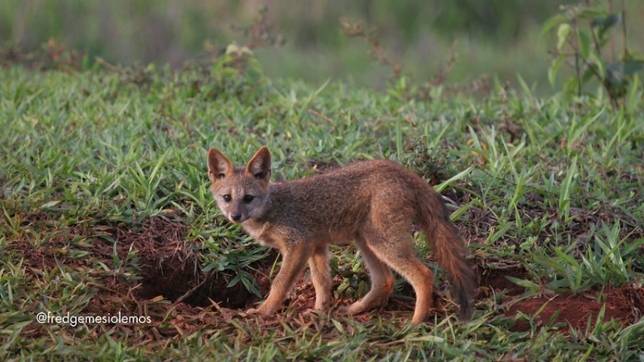 melhores fotos raposa do mato para inspirar