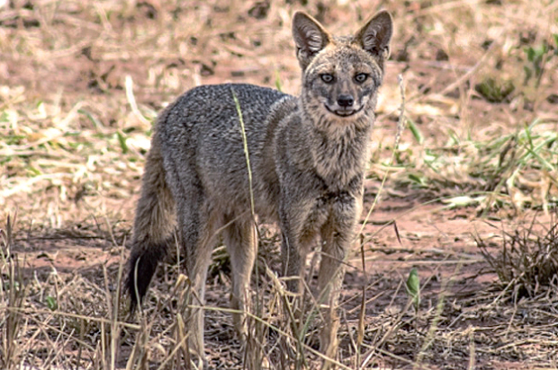 erros comuns ao fotografar raposa do mato