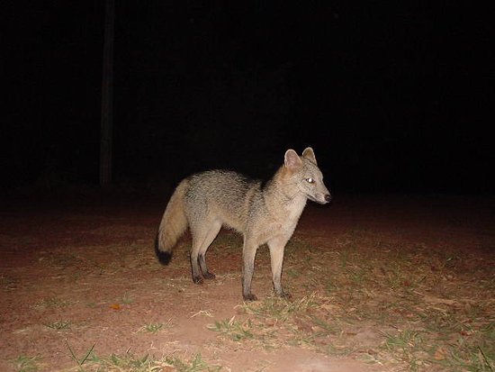 cachorro do mato vs raposinha do campo fotos