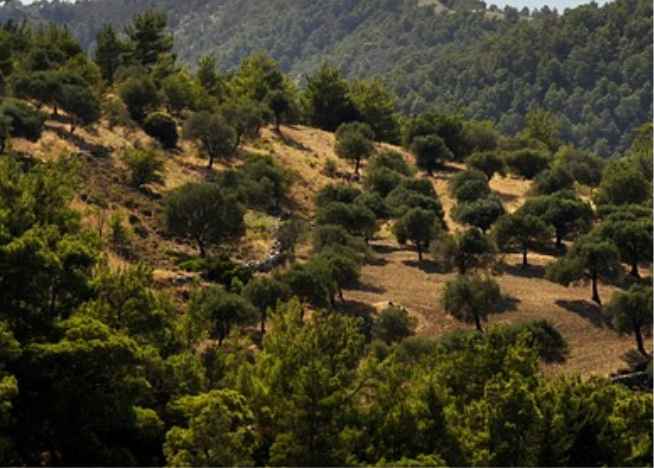 jardim do Getsêmani