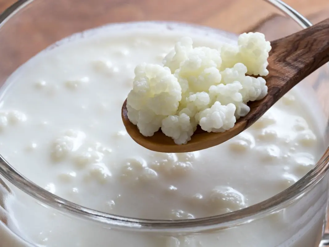 melhores receitas com kefir para iniciantes