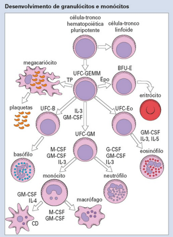 erros comuns ao interpretar leucocitose