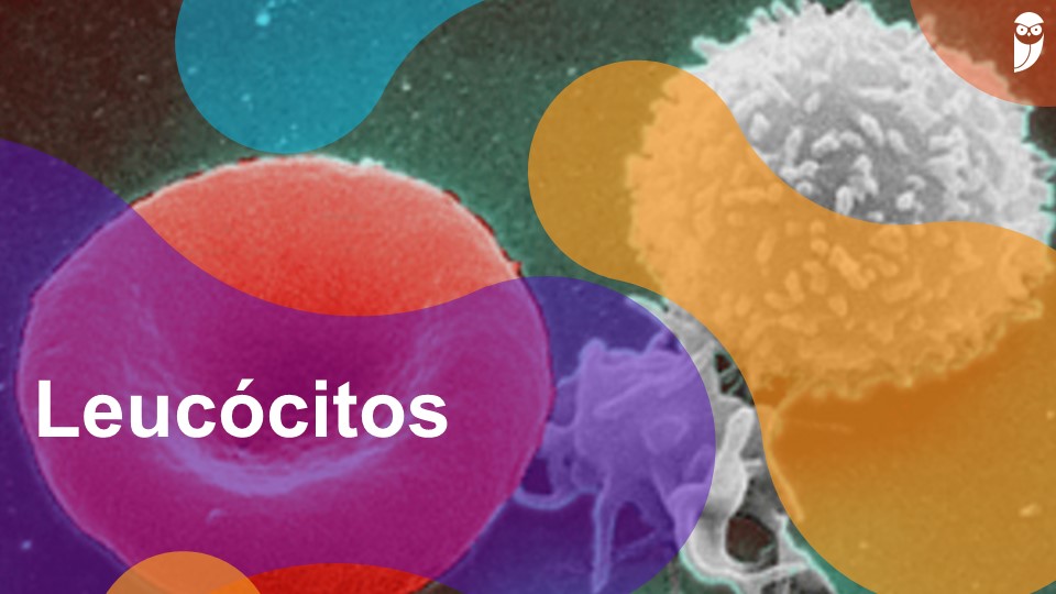 leucocitose vs linfocitose qual a diferença