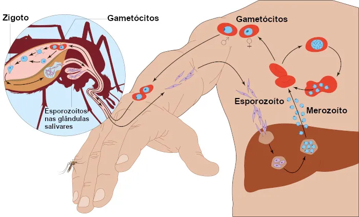 como o mosquito anopheles transmite malária