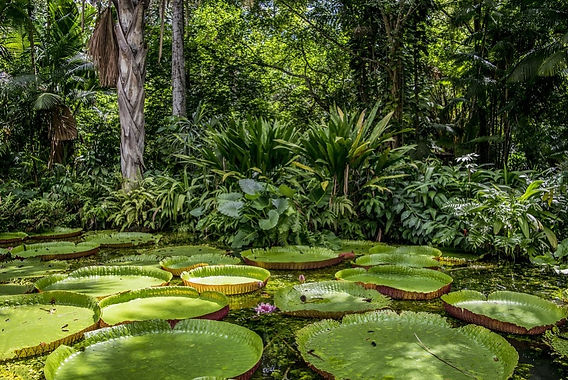 como fotografar a floresta amazônica maravilha natural