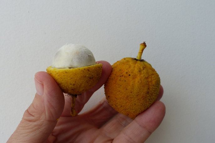 receitas com bacuri para iniciantes