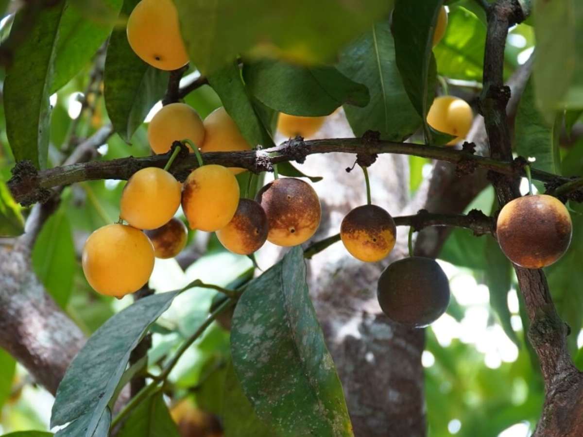 bacuri vs cupuaçu qual o melhor