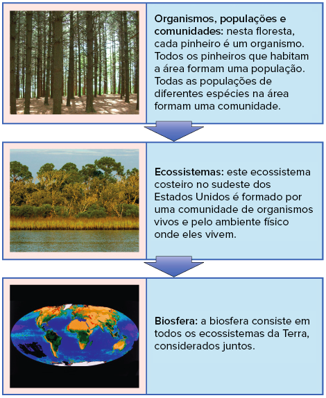 exemplos de ecologia para iniciantes