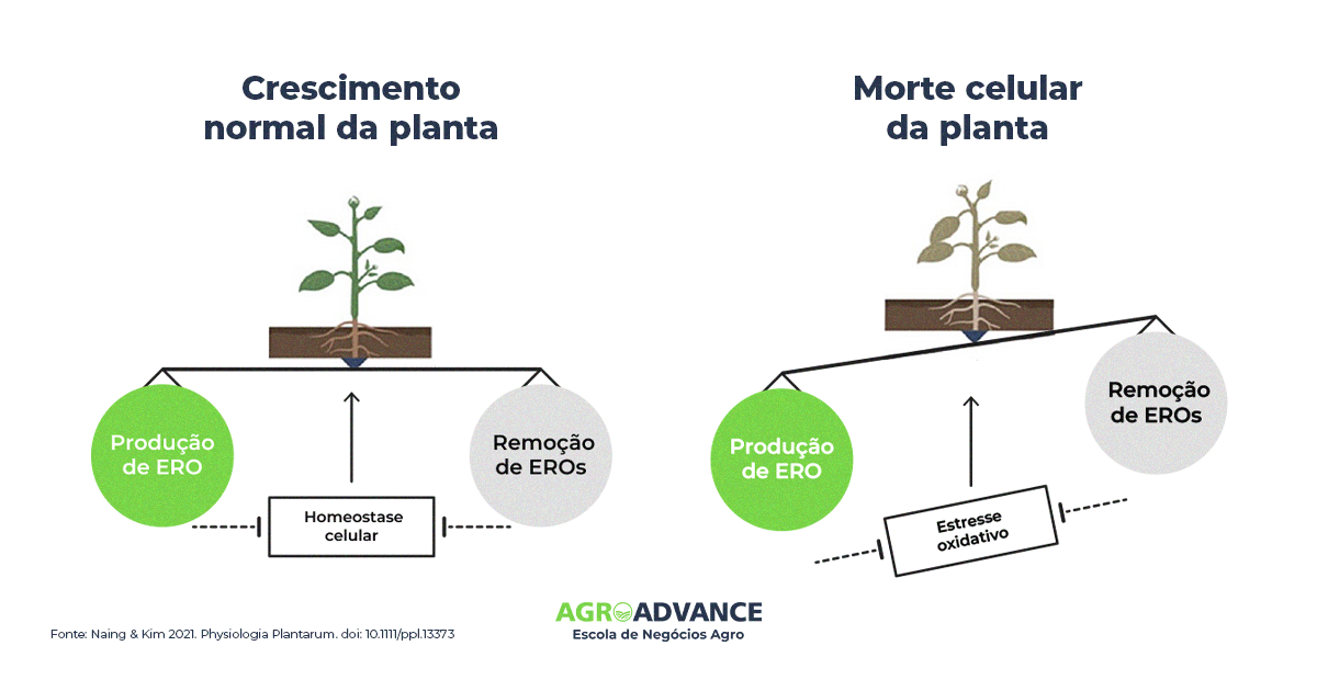 erros comuns ao tentar combater o estresse oxidativo