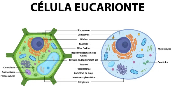 tipos de celulas eucariontes e suas funcoes
