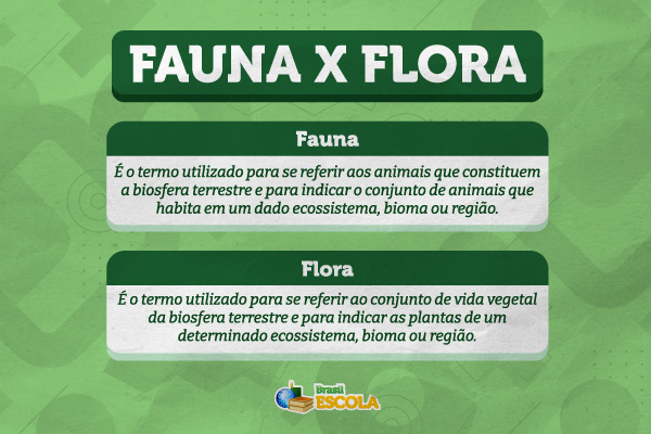 tipos de flora no brasil