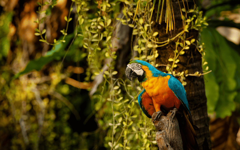 flora vs vegetação qual a diferença