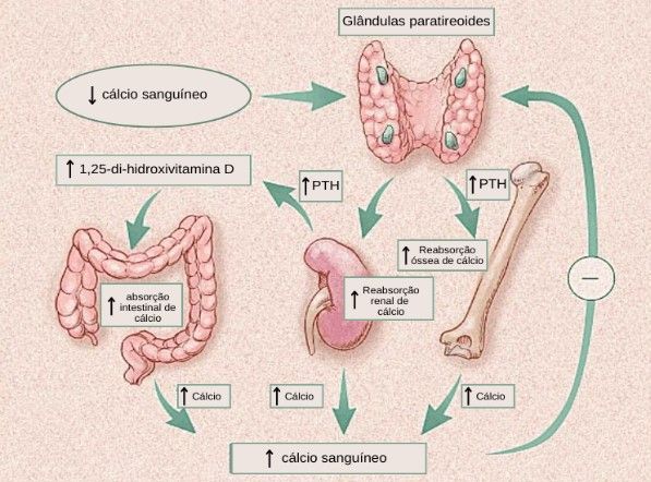 alimentos ricos em potássio para hipocalemia