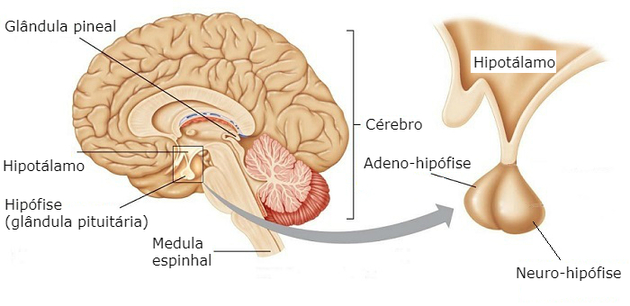 lista de hormônios da hipófise e suas funções