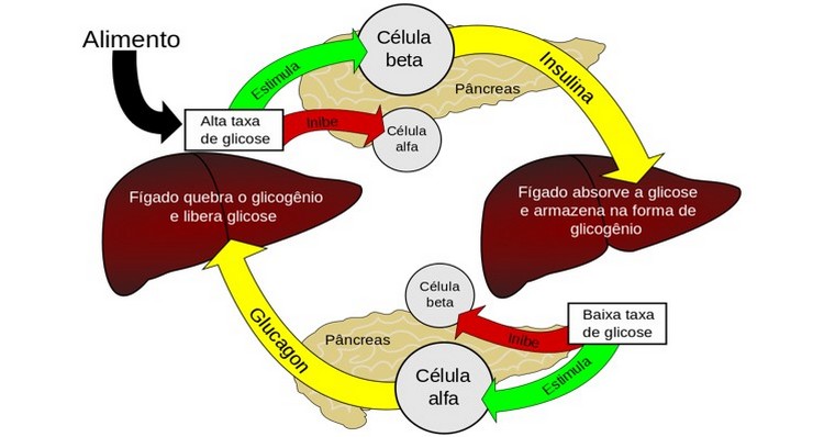 exemplos de homeostase no corpo humano