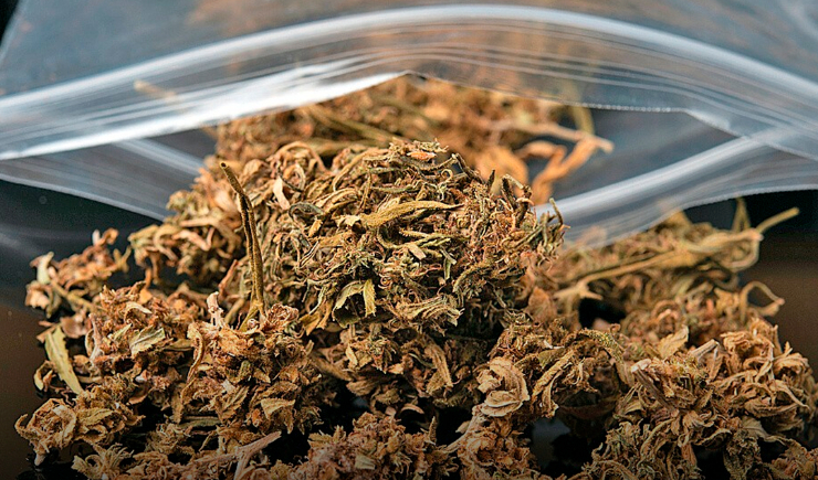 O que é K9 e seus perigos