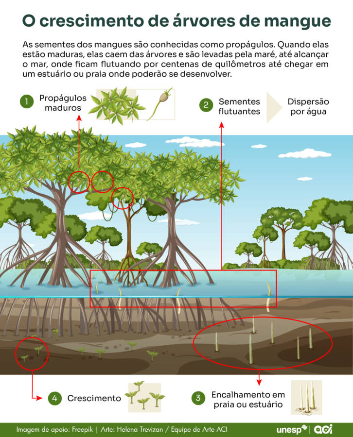 beneficios ecossistema mangue