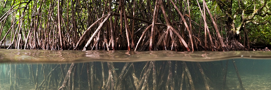 erros ao visitar manguezal