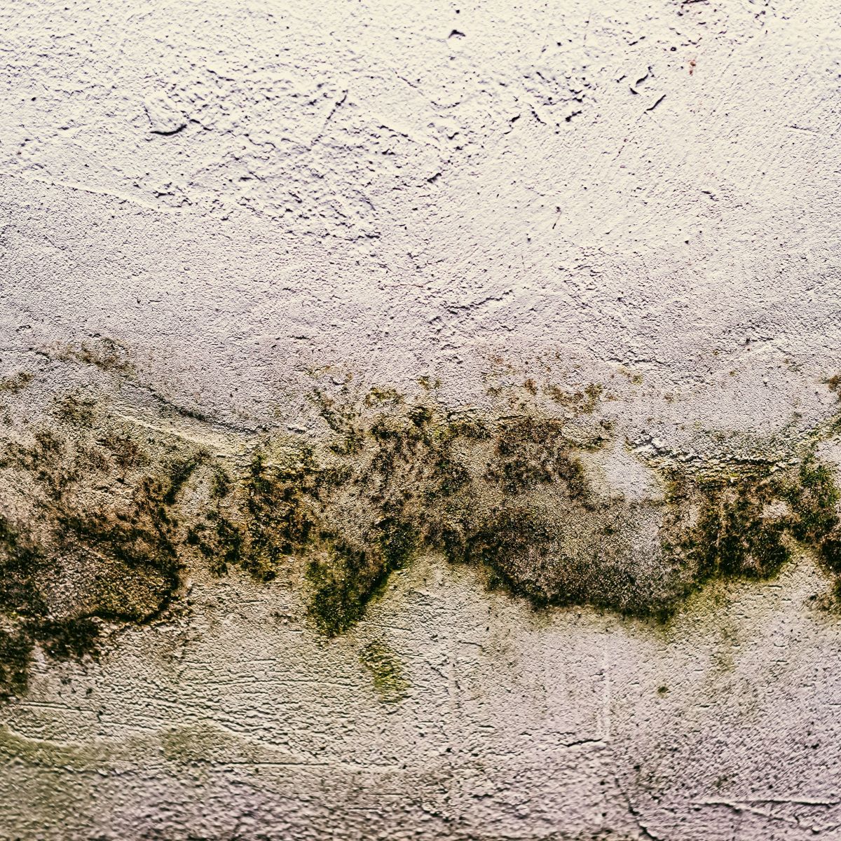 como o mofo se espalha