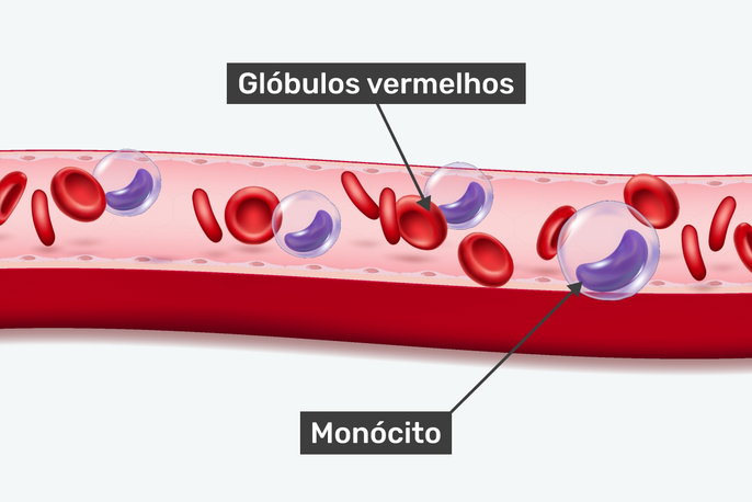 o que é monocitos