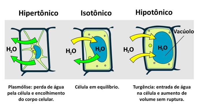 meio hipertônico