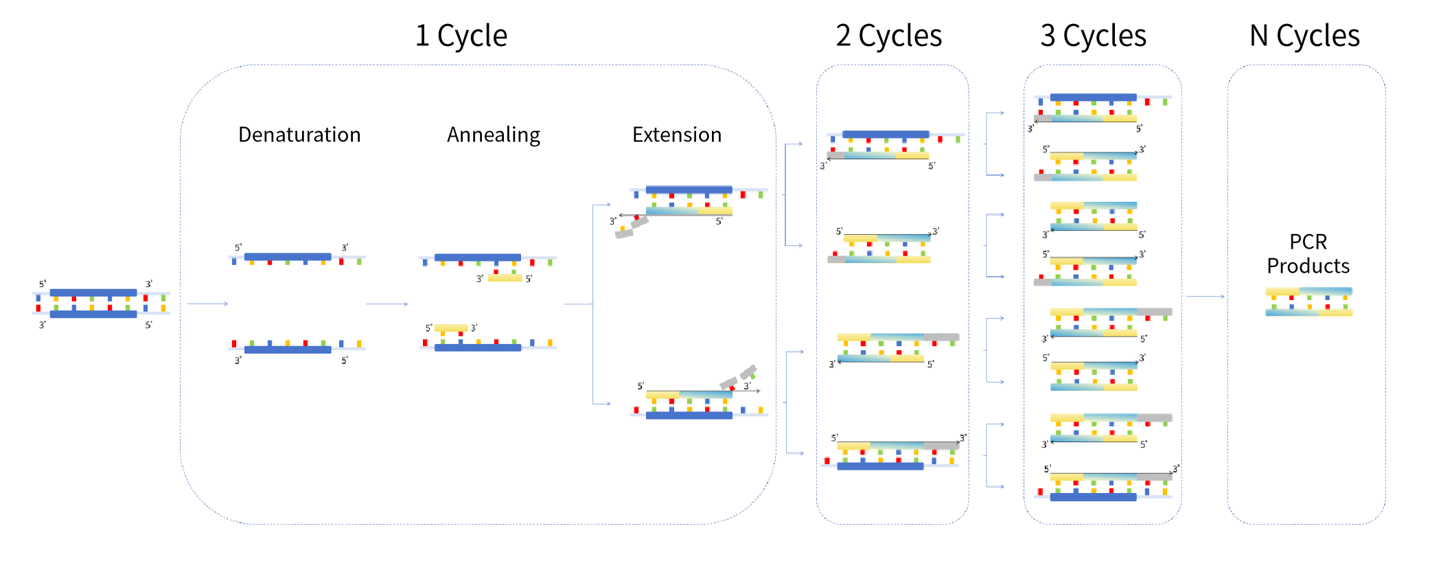 tipos de exame pcr e suas aplicações