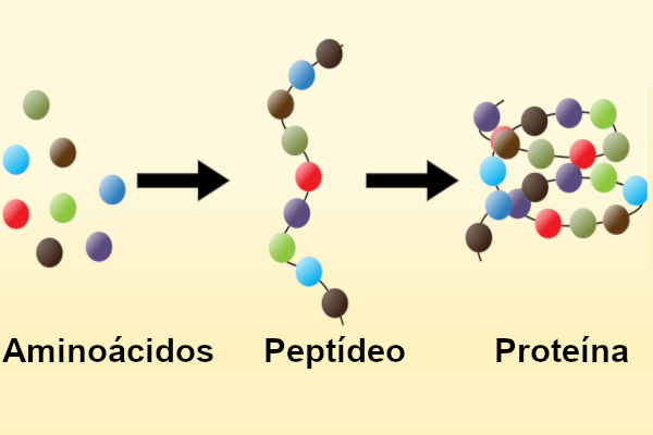 o que é peptídeos