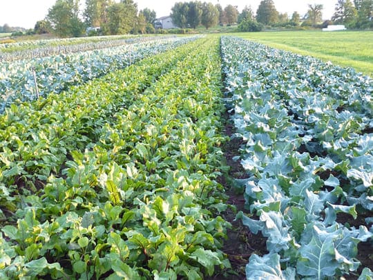 tipos de policultura