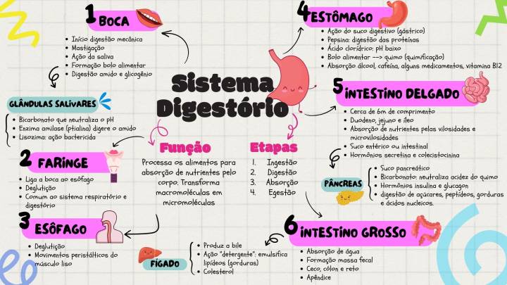 principais órgãos do sistema digestório e suas funções