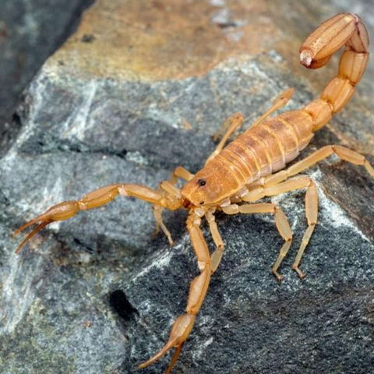 erros comuns ao interpretar sonho com escorpião