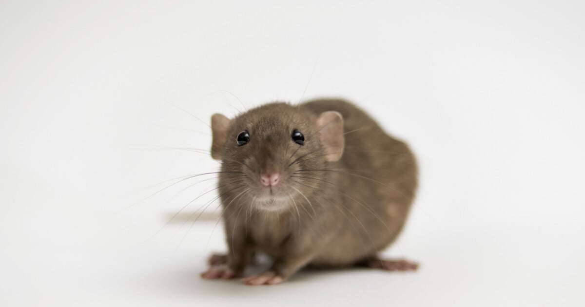 o que é sonhar com rato