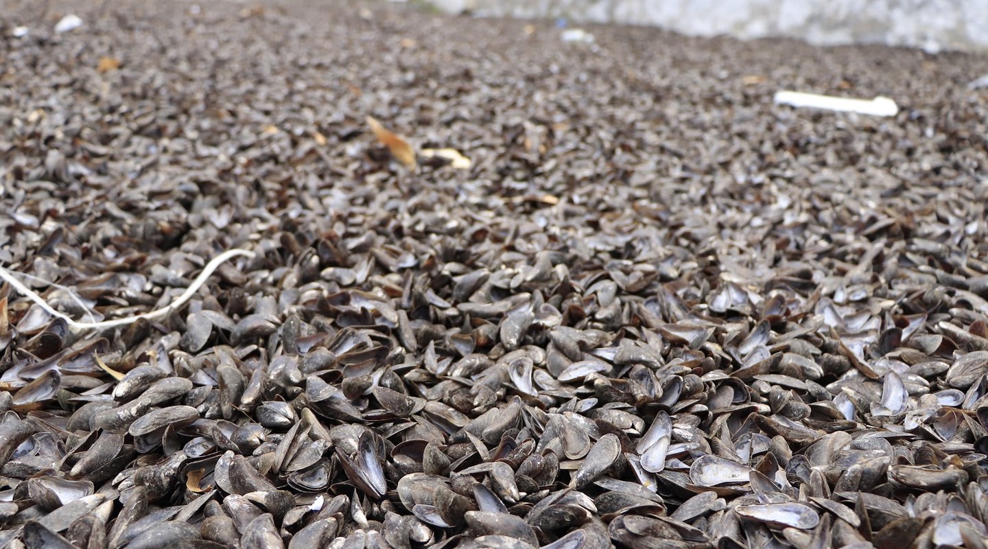 erros comuns ao cozinhar sururu
