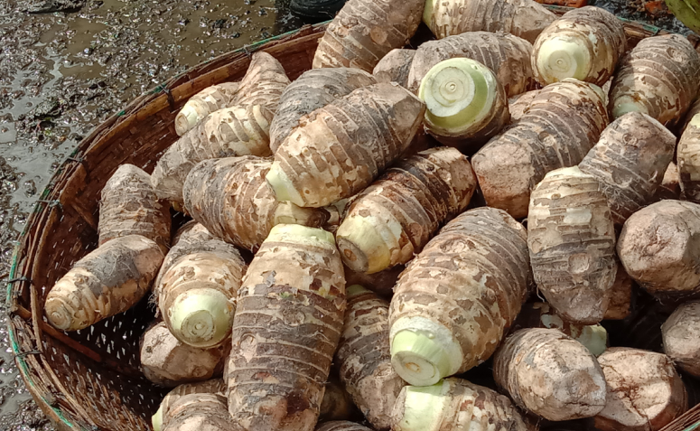 melhores receitas com araruta para iniciantes