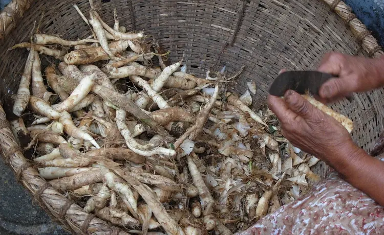 erros comuns ao usar fécula de araruta na culinária