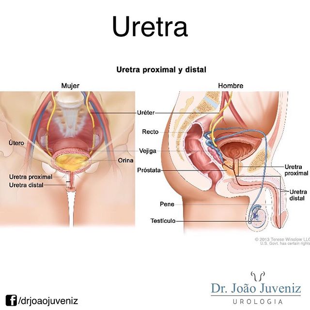diferença uretra masculina e feminina