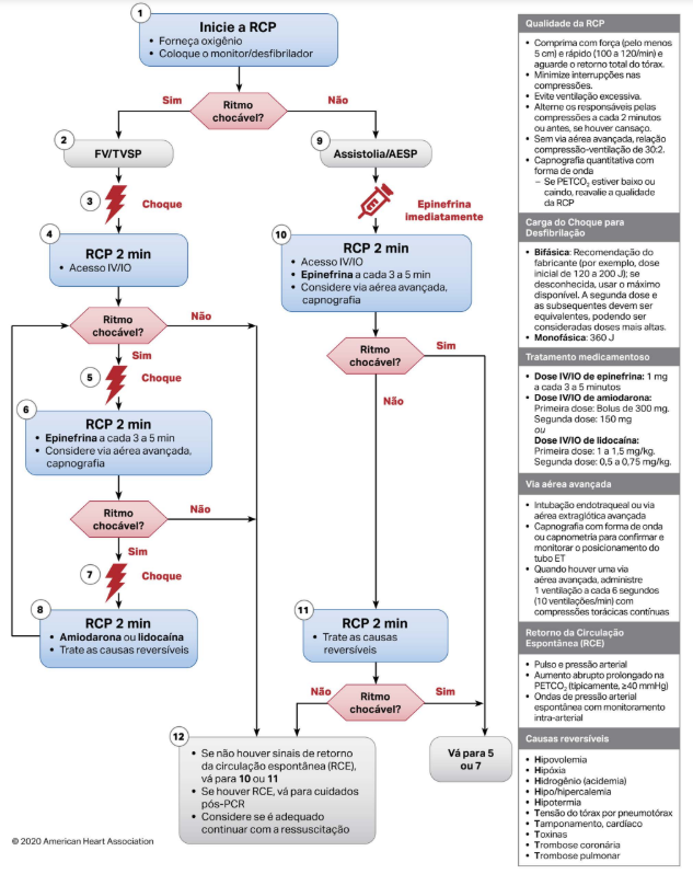 passo a passo para fazer rcp em adulto
