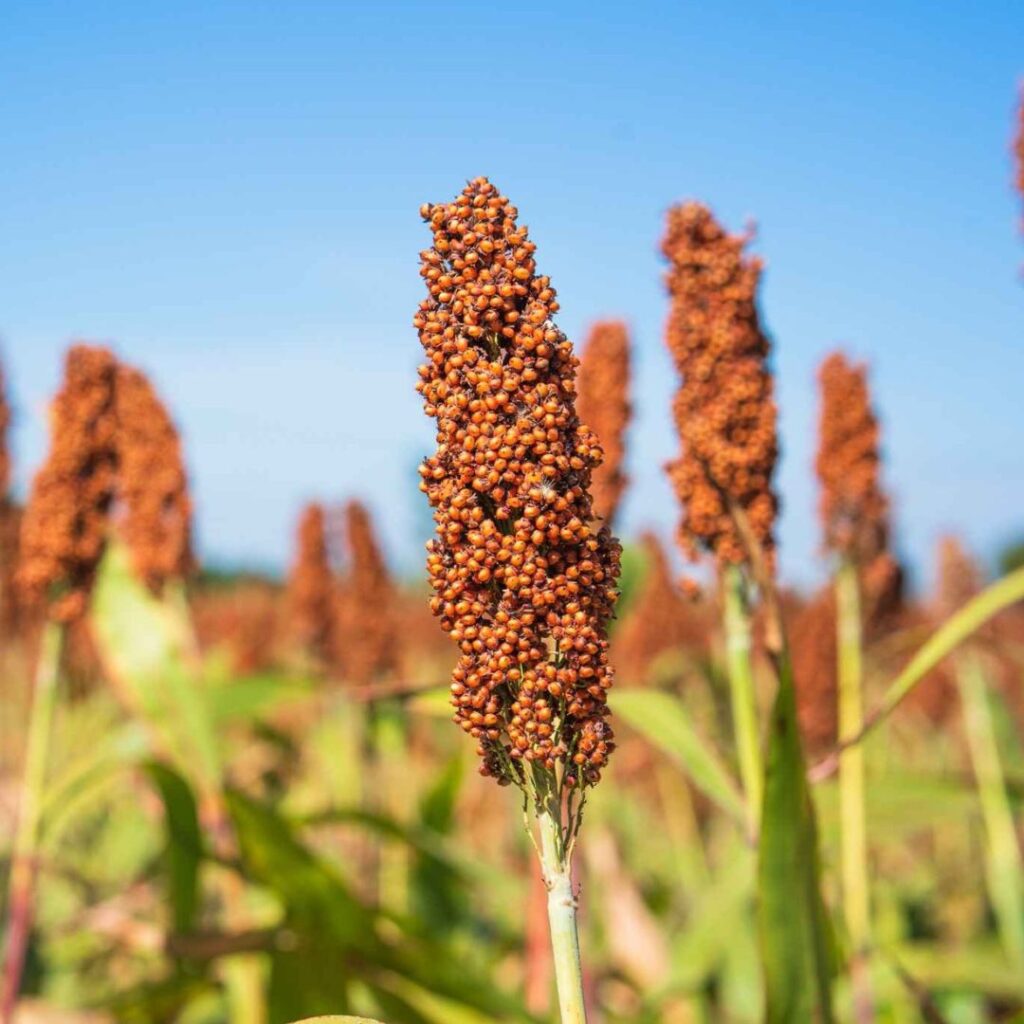 sorgo o que é
