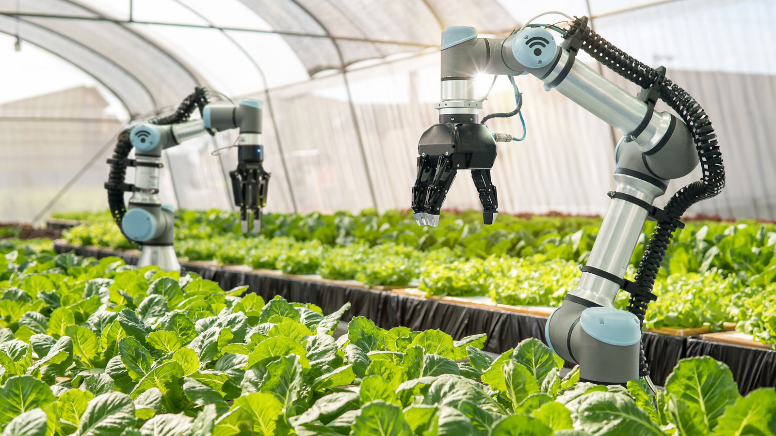 foodtechs e o futuro da alimentação