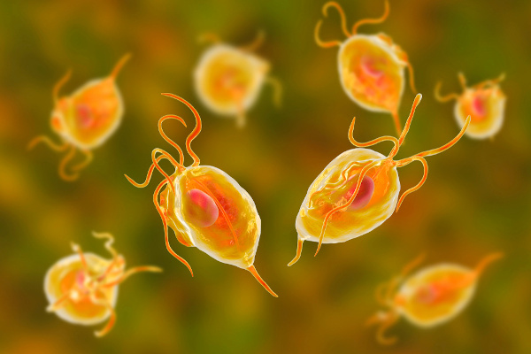 tricomoníase causa infertilidade